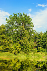 beautiful view of the river and the lush green vegetation around