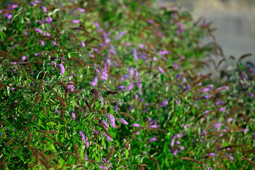 Schmetterlingsflieder // Summer lilac, butterfly-bush (Buddleja davidii)