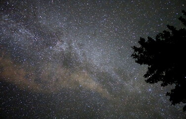 milkyway galaxy trees