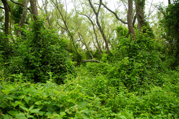 Natural background. Lush vegetation in the jungle. View of the green forest and plants beautiful texture and pattern.