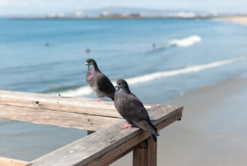 Pigeons on the pier handrail with blue ocean in background