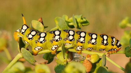 Esfinge de la lechetrezna o Hyles euphorbiae