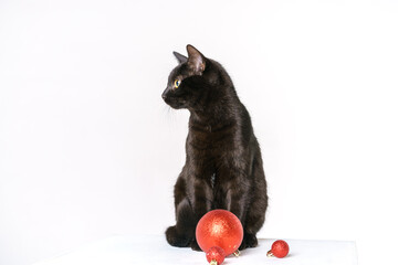 Portrait of a cute black cat merry santa claus On a white background looks with yellow eyes. Festive cat. Cute cat with red festive toy ball for christmas tree - Powered by Adobe