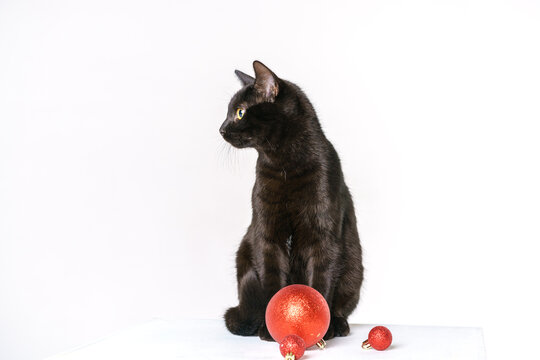 Portrait Of A Cute Black Cat Merry Santa Claus On A White Background Looks With Yellow Eyes. Festive Cat. Cute Cat With Red Festive Toy Ball For Christmas Tree