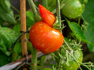 Unusual tomato shaped like a duck ripening on the plant