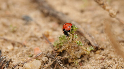 Coccinélidos, mariquita, catarina o conchuela