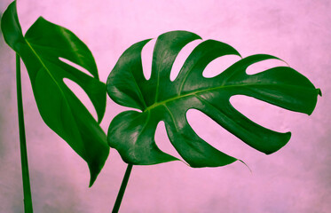 Real green shiny monstera leaves on a pink background