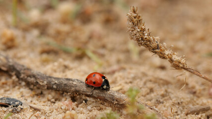 Coccinélidos, mariquita, catarina o conchuela