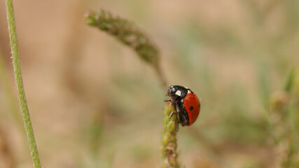 Coccinélidos, mariquita, catarina o conchuela