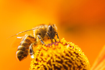 Honey bee covered with yellow pollen drink nectar, pollinating flower. Inspirational natural floral spring or summer blooming garden background. Life of insects, Extreme macro close up selective focus
