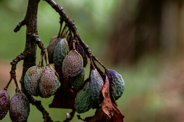 plum raisined on twigs in a tree with dry leaves