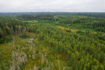 Aerial view from drone on bogs, gallant old pine and young birch forests in different colors such...
