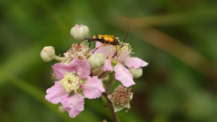 Rutpela Maculata, Pozos de Valcaba, Pámanes, Cantabria, España