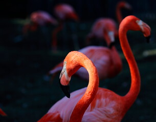 Pink Flamingo highlighted by sunlight in front of others