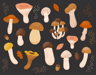 Set of colorful autumn mushrooms such as boletus, cep, champignon, chantarelle, milky cap, agaric honey, saffron cap in flat style. Vector illustration of wild forest edible mushrooms