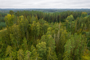 Fototapeta premium Aerial view from drone on bogs, gallant old pine and young birch forests in different colors such as light, dark green, emerald, yellow