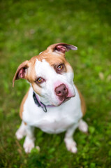 A red and white Pit Bull mixed breed dog sitting in the grass and looking up at the camera with a head tilt