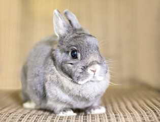 A cute gray Netherland Dwarf rabbit with short ears