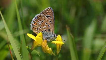 La niña celeste, Pozos de Valcaba, Pámanes, Cantabria, España