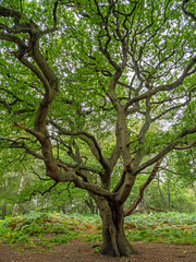 Old oak tree with twisted branches and summer foliage