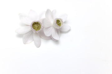 Fototapeta na wymiar 白背景のレンゲショウマの花首