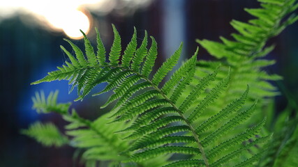Liść paproci oświetlony słońcem. A fern leaf lit by the sun.
