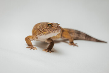 exotic pet leopard gecko (Eublepharis macularius) on white background