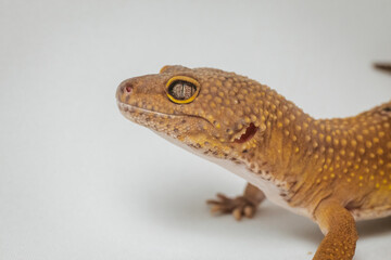 exotic pet leopard gecko (Eublepharis macularius) on white background