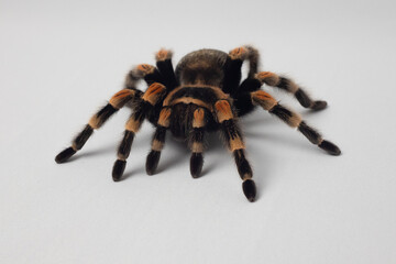 exotic pet spider tarantula isolated Brachypelma smithi on white background