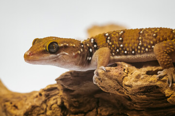 exotic pet termit gecko Hemidactylus triedrus  on a branch on a white background