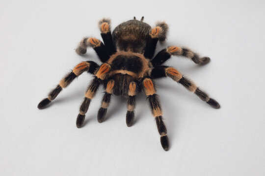 exotic pet spider tarantula isolated Brachypelma smithi on white background