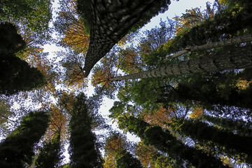 Beautiful perspective view from the ground of the long tree forest in Umbra forest.  Puglia region, Italy.