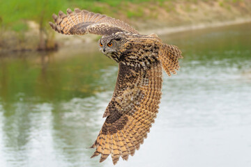 European Eagle Owl (Bubo bubo) flying over a lake in Gelderland in  the Netherlands.     