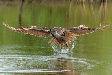 European Eagle Owl (Bubo bubo) flying over a lake in Gelderland in  the Netherlands.     