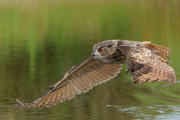 European Eagle Owl (Bubo bubo) flying over a lake in Gelderland in  the Netherlands.     