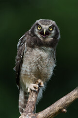 Juvenile Northern hawk-owl or northern hawk owl (Surnia ulula) sitting on a branch with a dark background.                              