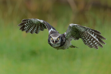 Juvenile Northern hawk-owl or northern hawk owl (Surnia ulula) flying with a green background.  