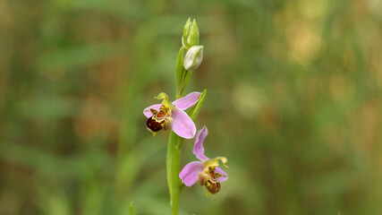 Orquídea abeja, Marismas de Alday, Camargo, Cantabria, España