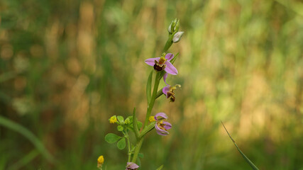 Orquídea abeja, Marismas de Alday, Camargo, Cantabria, España