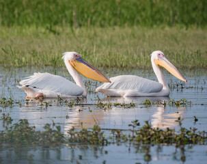 pelicans on the water