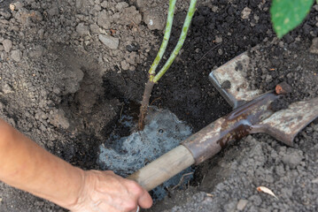 Transplanting and planting raspberry bushes in the soil.