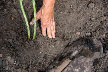 Transplanting and planting raspberry bushes in the soil.
