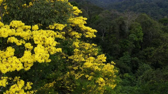 Aerial view, moving alongside the yellow flowers of a Guayacan Trumpet Tree, Tabebuia guayacan, full of yellow flowers and revealing the tropical forest behind: a nature background