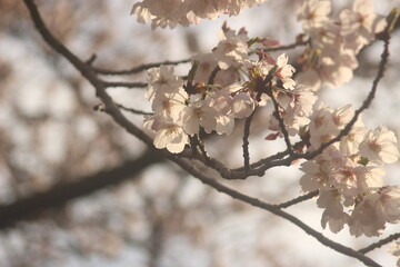 サクラ　日本の桜