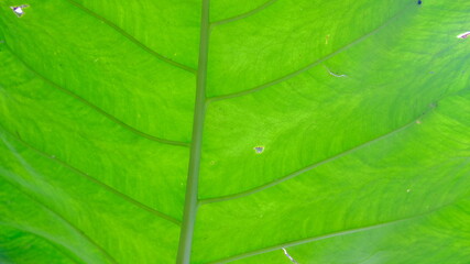Fototapeta na wymiar Taro leaf - Close up of taro leaf texture detail from below