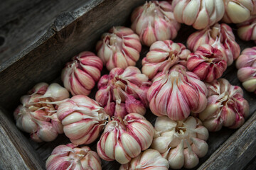 Fresh garlic in a wooden box on the table. Harvesting, rustic style