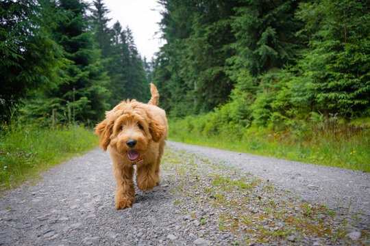 golden doodle puppy running