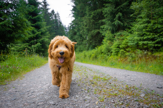 golden doodle puppy running in the woods