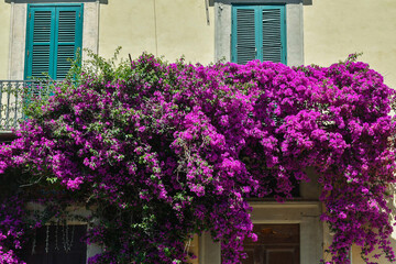 A lush climbing plant of Bougainvillea
with pink fuchsia flowers on the facade of an old house with closed green shutters, Tuscany, Italy