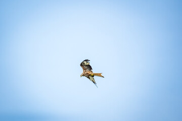 eagle hunting in blue sky